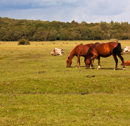 <strong><span class="NormalTextRun SCXW104379765 BCX8">BROCKENHURST & THE TALL TREES CIRCULAR</span></strong>